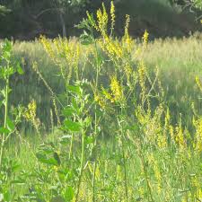 Attēlu rezultāti vaicājumam “Melilotus officinalis”