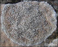 Attēlu rezultāti vaicājumam “Pertusaria amara”