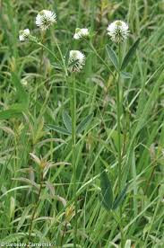 Attēlu rezultāti vaicājumam “Trifolium montanum fruit”
