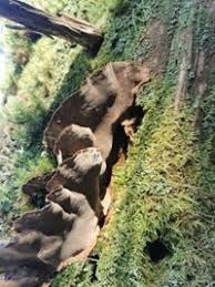 Attēlu rezultāti vaicājumam “Phellinus nigrolimitatus”