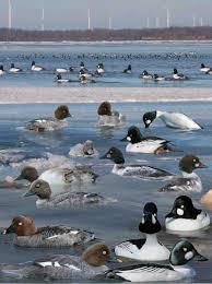 Attēlu rezultāti vaicājumam “Bucephala clangula juvenile”