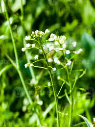 Attēlu rezultāti vaicājumam “Capsella bursa-pastoris flower”