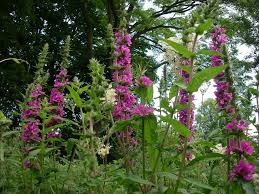 Image result for Blutweiderich