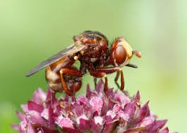 Attēlu rezultāti vaicājumam “Sicus ferrugineus”