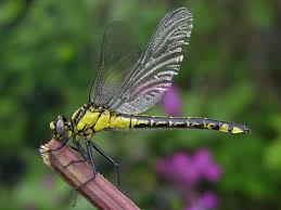 Attēlu rezultāti vaicājumam “Gomphus vulgatissimus”