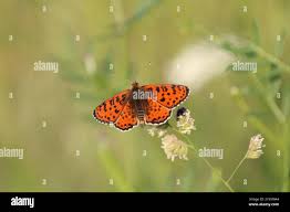 Attēlu rezultāti vaicājumam “Melitaea didyma male”