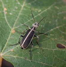 Attēlu rezultāti vaicājumam “Meloe sp. imago”