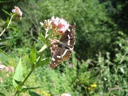 Attēlu rezultāti vaicājumam “Araschnia levana underside”