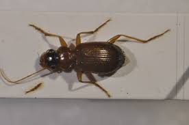 Attēlu rezultāti vaicājumam “Leistus terminatus”