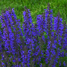 Image result for Salvia pratensis