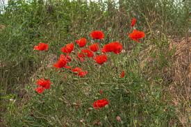 Attēlu rezultāti vaicājumam “Papaveraceae”