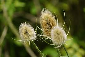 Image result for Dipsacus silvestris
