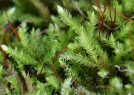 Attēlu rezultāti vaicājumam “Brachythecium rutabulum”