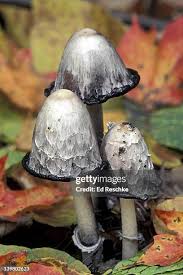 Attēlu rezultāti vaicājumam “Coprinus sp.”