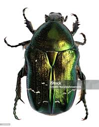 Attēlu rezultāti vaicājumam “Cetonia aurata”