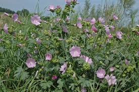 Attēlu rezultāti vaicājumam “Malva moschata flower”