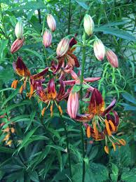 Image result for Lilium martagon `Arabian Night`