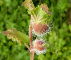 Attēlu rezultāti vaicājumam “Liposthenes glechomae”