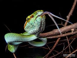 Attēlu rezultāti vaicājumam “Cribraria martinii macro”