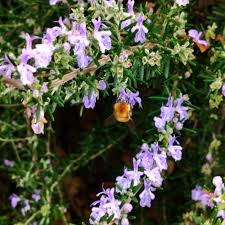 Attēlu rezultāti vaicājumam “Salix repens subsp. rosmarinifolia flower”