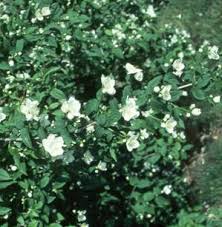 Attēlu rezultāti vaicājumam “Philadelphus coronarius leaf”