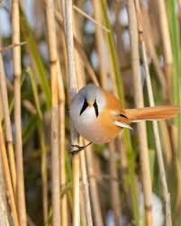 Attēlu rezultāti vaicājumam “Panurus biarmicus”