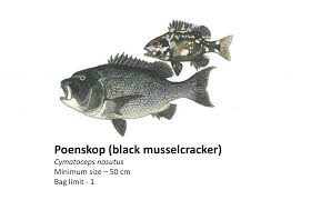 Image result for Cymatoceps nasutus