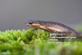 Attēlu rezultāti vaicājumam “Triturus vulgaris female”