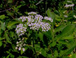 Attēlu rezultāti vaicājumam “Chaerophyllum aromaticum”