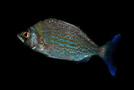 Image result for Spondyliosoma cantharus