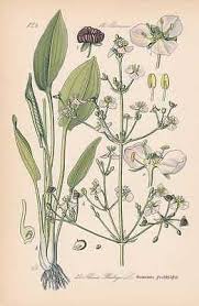 Attēlu rezultāti vaicājumam “Alisma plantago-aquatica”