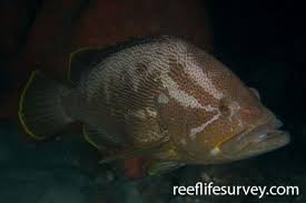 Image result for Epinephelus costae