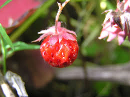 Attēlu rezultāti vaicājumam “Fragaria viridis fruit”