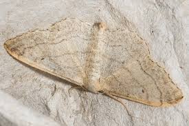 Attēlu rezultāti vaicājumam “Idaea aversata”