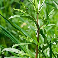 Attēlu rezultāti vaicājumam “Myosotis laxa subsp. baltica”
