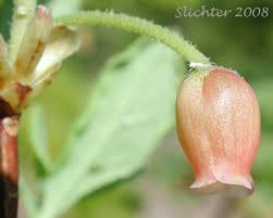 Attēlu rezultāti vaicājumam “Menziesia ferruginea flower”