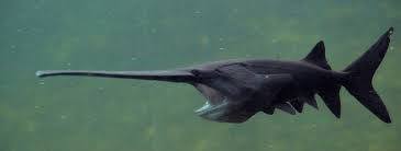 Image result for Polyodon spathula