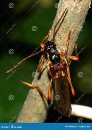 Attēlu rezultāti vaicājumam “Necydalis major”