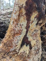 Attēlu rezultāti vaicājumam “Coniophora puteana”