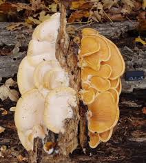 Attēlu rezultāti vaicājumam “Phyllotopsis nidulans”