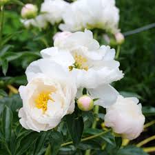 Attēlu rezultāti vaicājumam “Paeonia lactiflora”