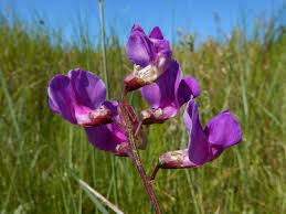 Attēlu rezultāti vaicājumam “Lathyrus palustris flower”