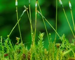 Attēlu rezultāti vaicājumam “Tetraphis pellucida sporophyte”
