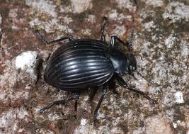 Attēlu rezultāti vaicājumam “Tenebrionidae”