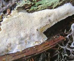 Attēlu rezultāti vaicājumam “Sidera lenis”