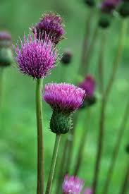 Attēlu rezultāti vaicājumam “Cirsium heterophyllum flower”
