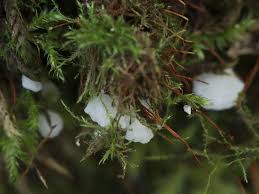 Attēlu rezultāti vaicājumam “Rimbachia neckerae”