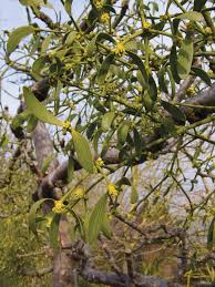 Attēlu rezultāti vaicājumam “Viscum album fruit”