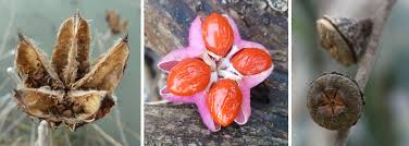 Attēlu rezultāti vaicājumam “Odontites vulgaris fruit”