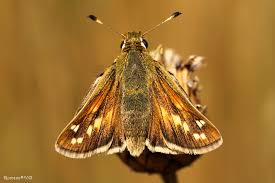 Attēlu rezultāti vaicājumam “Hesperia comma”